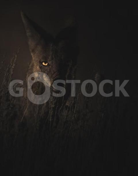 IMG 4533