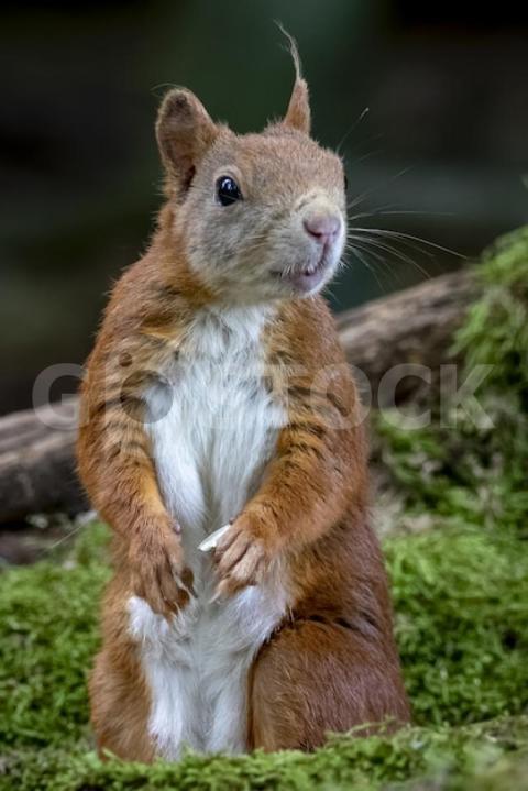 Beautiful vertical closeup shot curious squirrel forest 181624 26918 jpg