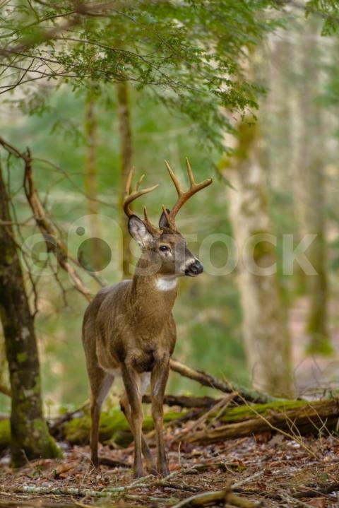 Vertical shot beautiful deer standing forest with blurred background 181624 6271 jpg