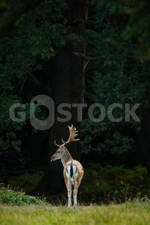Vertical shot deer middle forest 181624 44419 jpg
