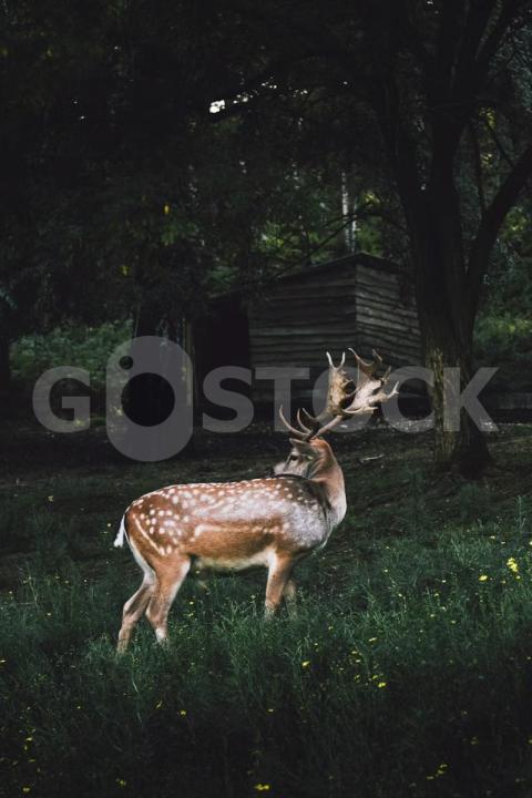 IMG 4554