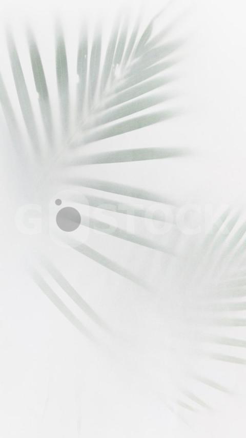Blurred green palm leaves off white 53876 95431 jpg