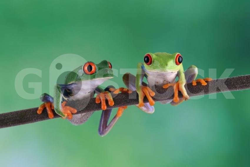 Redeyed tree frog closeup agalychnis callidryas red eyes closeup 488145 3176 jpg
