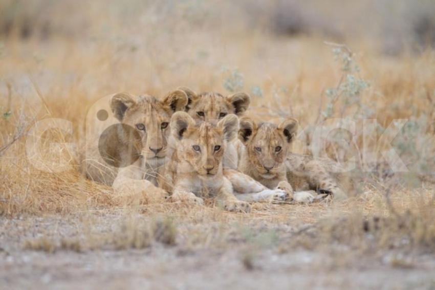 Group cute baby lions lying grass middle field 181624 31670 jpg