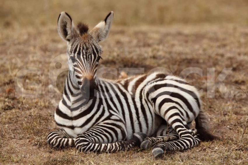 Beautiful baby zebra sitting ground captured african jungle 181624 35400 jpg