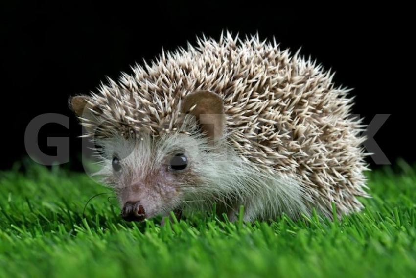 Cute baby hedgehog closeup moss with black background 488145 1549 jpg