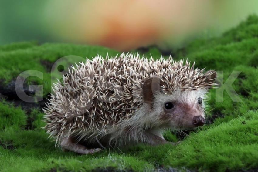 Baby hedgehog playing moss 488145 1553 jpg