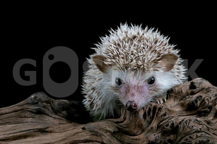 Cute baby hedgehog closeup wood with black background 488145 3622 jpg
