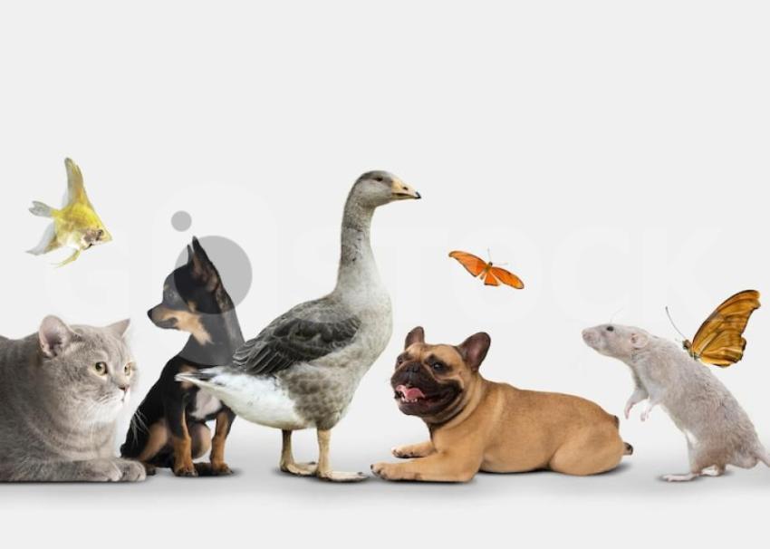 Cute animals group white background 23 2150038555 jpg