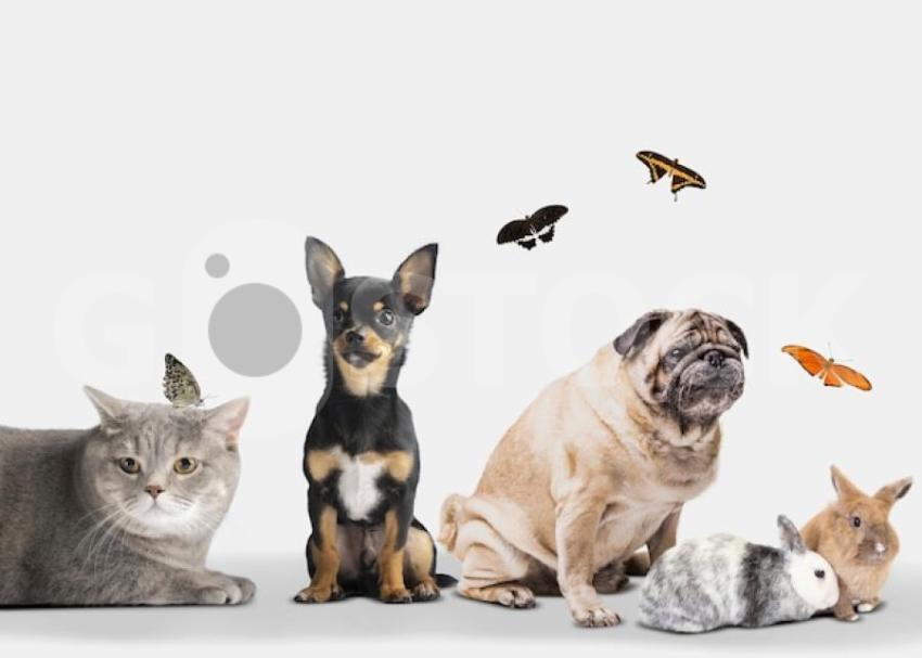 Cute animals group white background 23 2150038559 jpg