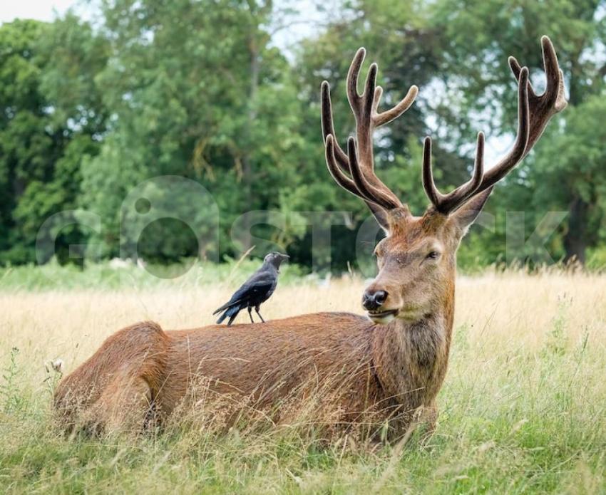 Black raven sitting black elk field 181624 28285 jpg