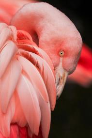 IMG 4528