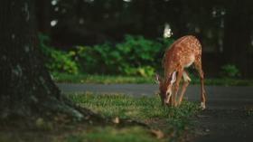 IMG 4541