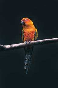 IMG 4542